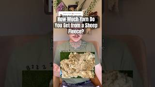 How much yarn do you get from one sheep fleece? #diy #yarn
