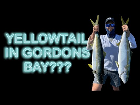 YELLOWTAIL CATCH / COOK from Gordon's Bay. SURPRISING day out trolling for fish.