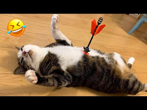 Try not to laugh at these dumb but cute animals 🤣