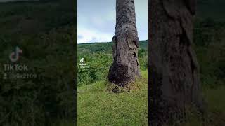 #tiktok compilation 😊