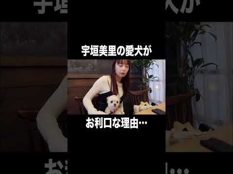 宇垣美里の愛犬がお利口な理由…【宇垣美里YouTube】#宇垣美里 #アナウンサー #犬