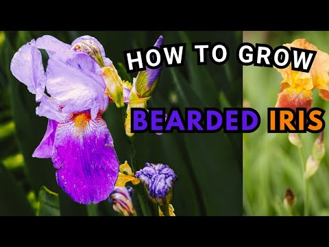 How to Grow Bearded Iris Bulbs: Your Ultimate Guide to Growing Stunning Flowers!| BirdofParadise