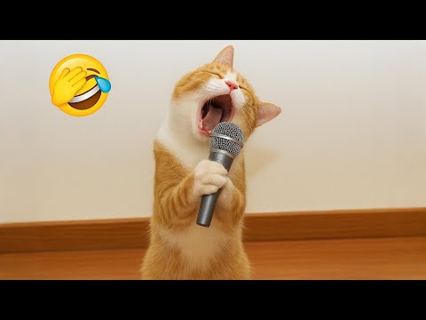 Try not to laugh at these dumb but cute animals 🤣