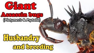 How to care for Giant Assassin Bugs (Platymeris & Psytalla)