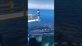 The machurara jumps when it sees the fish#shorts #fish #sortfeed