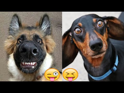 Funniest Animals 😄 New Funny Cats and Dogs Videos 😹🐶2025 part18