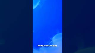 The Immortal Jellyfish – Nature’s Cheat Code! #facts #animals #jellyfish #didyouknow #wildlife