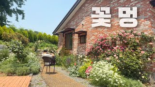 5월25일 정원노동ㅣ 멍 중의 멍은 ‘꽃멍’입니다 💕ㅣ 레이니블루 심기, 데드헤딩