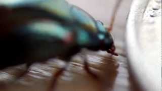 Giant Bug! (testing DIY macro lens on a rosemary beetle)