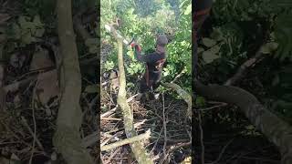 Chainsaw operator skills in felling and cutting branches #cute #chainsaw #woodscraft  #woodworking