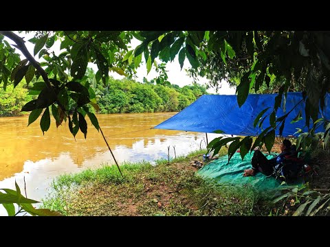 2 days Camp Fishing in Lubuk Sungai Besar Miau Kalimantan When the water is murky