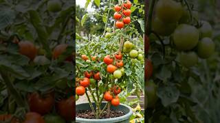 🍅Stop Wasting Money on Tomato Seeds TRY Propagation Instead