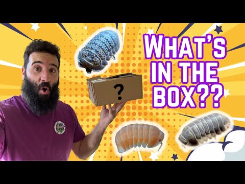 £150 ISOPOD MYSTERY BOX!