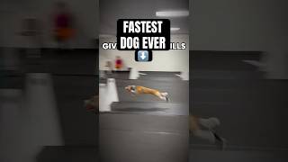 FASTEST DOG EVER #dogs #sports #flyball
