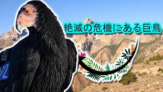 カリフォルニアコンドル | 動物ドキュメンタリー