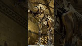 National History Museum in London. #london #uk #londonwalk #londonvlog