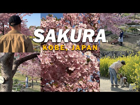 Kawazu Sakura in Kobe Japan | Japan