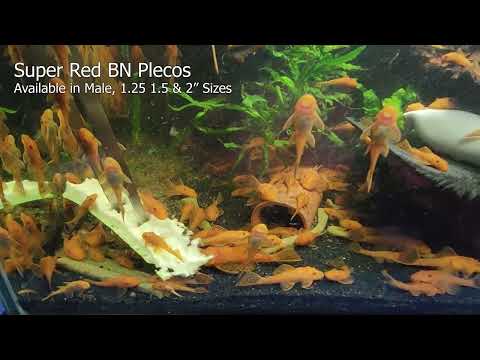Plecos For Sale
