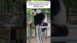 Panda Silly Compilations  Funniest Animal Fails & Cute Moments #panda #pandacompilation #pandafails