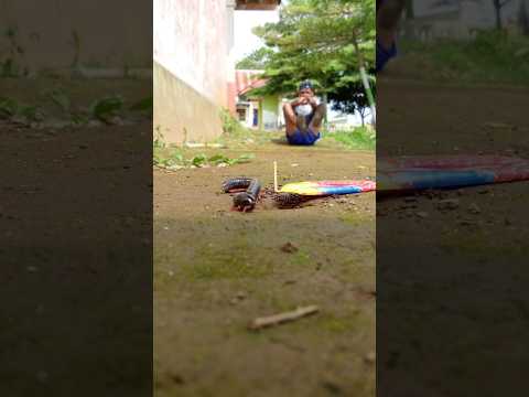 it turns out that millipedes are wiped once with chocolate seres#millipede #shortvideo #shorts