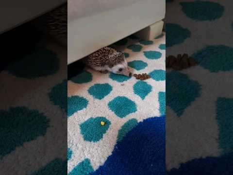Hedgehog Moments part 26 #trending #hedgehog #cute #shorts #subscribe