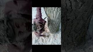 Don't have sympathy in the apocalypse#shorts #movie