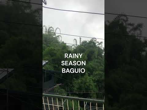 Dancing Bamboo, RAINY SEASON Baguio #travel #philippines #itsmorefuninthephilippines #baguio #bamboo