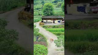 The Path to Inner Peace: Journeying Through Peaceful Village Scenes | Snapix