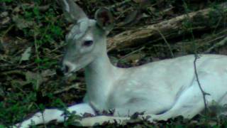 Albino Fawn in Georgia
