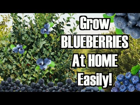 How to grow Blue berry plants at home (high bush)