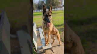 K9. #short #dog #cute #love #doglovers