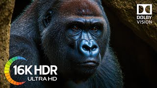 UNREAL 16K HDR 240FPS - Dolby Vision (16K Video)