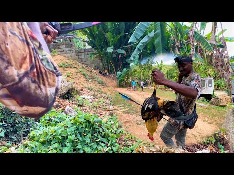 Pursuit of The Fierce Agile Roosters to Prepare Tasty Curry Meal @Adventure in the Tropics