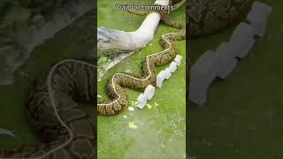 #funny #snake #facts #youtuberberkelas #youtube