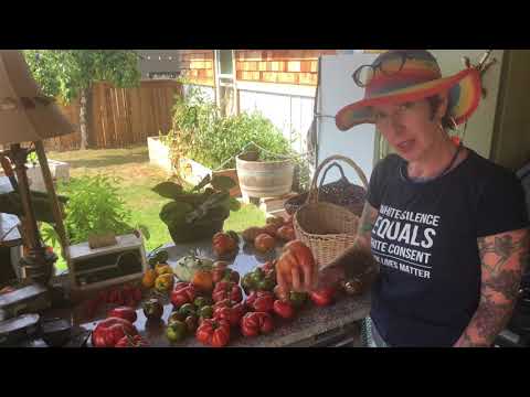 tomato harvest