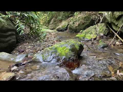 Gentle Water Sounds | Vietnamese Stream White Noise for Deep Relaxation#naturesounds, #riversounds,