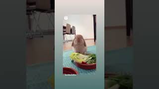Bunny want food | Cute stuff