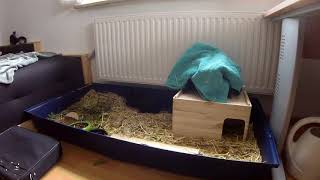 SuperBinky and other Cute stuff