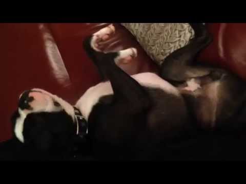Donnie the Boston Terrier - King of the sofa (with Luka the French Bulldog)