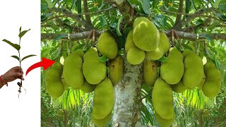 The most lethal technique for grafting jackfruit trees / How to Growing jackfruit tree