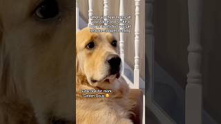 Nice try, next. #goldenretriever #dog #puppy #dogbreed #pets #retreiver #funny #cuteanimal #doglife