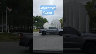 What the Flock or technically gaggle #geese #nature #wildlife #Canadian  #gaggle #goose #animals