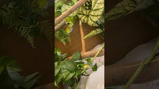 #reptile #snake #greentreepython #python #reels #pets #funny y