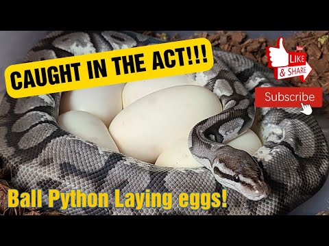 ⚠️CAUGHT IN THE ACT!⚠️Ball Python Laying Eggs!!