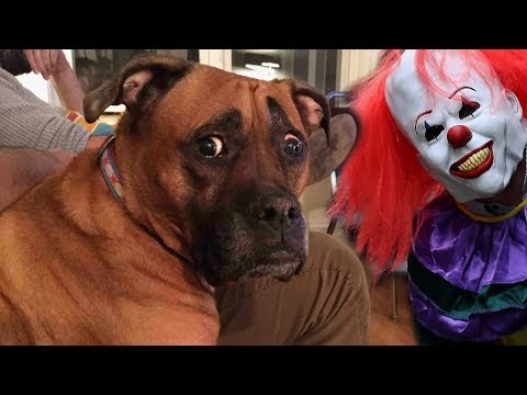 Funny Dogs Scared of Masks Compilation NEW
