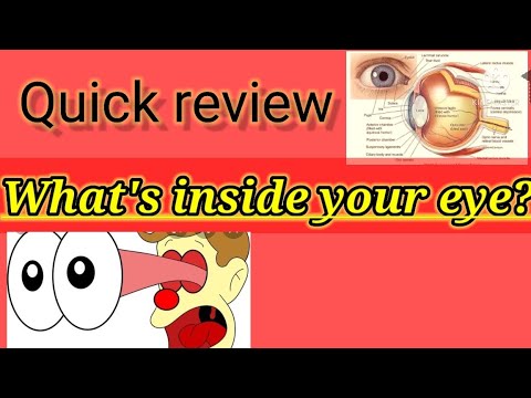 Quick review of eyeball & its blood supply.