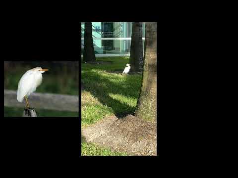 FIU Ecology Lab: Virtual Bird RAP - Sample 7