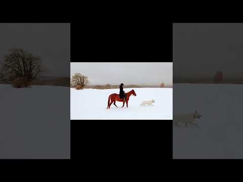 First time with my sweetheart 💓 #horses #horse #shorts #nature #love #animals #winter #dogs #viral
