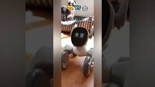 loona robot playing with the cat #petrobot #airobot #petbot #loona #loonarobot #loonareaction