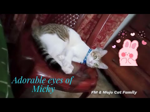 Adorable eyes of Micky 💙💙💙